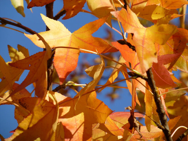 Amerikanischer Amberbaum / Seesternbaum