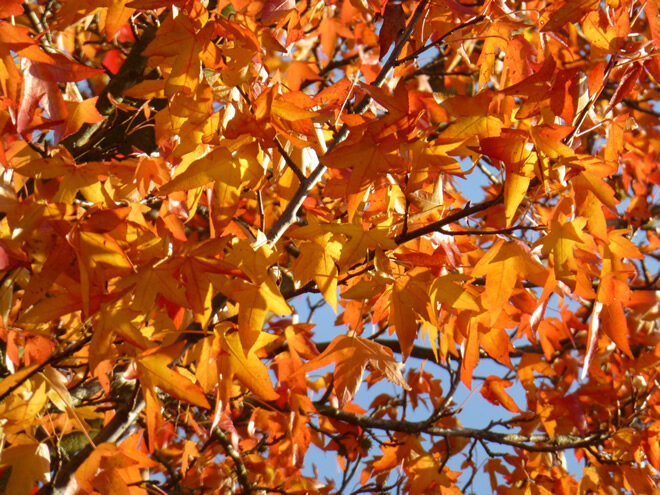 Amerikanischer Amberbaum / Seesternbaum